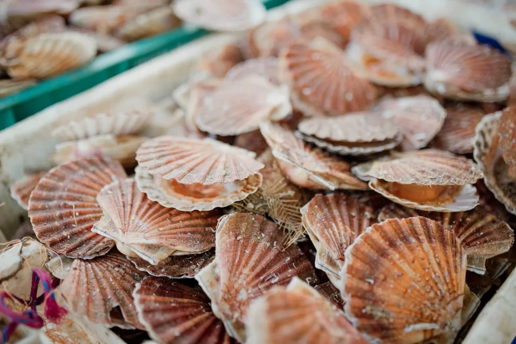 Marche_du_Neubourg__coquilles_Saint-Jacques