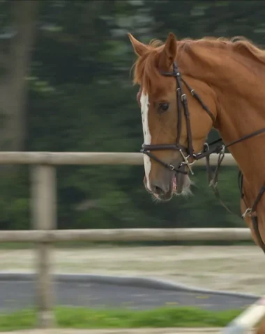 la-terre-des-chevaux-attire-des-cavaliers-internationaux