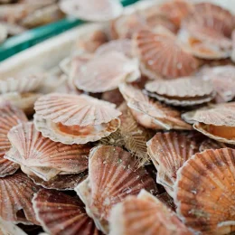 Marche_du_Neubourg__coquilles_Saint-Jacques